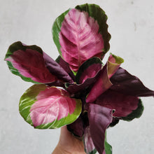 Load image into Gallery viewer, Calathea Rosy - 100mm
