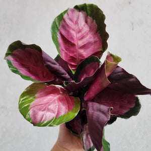 Calathea Rosy - 100mm
