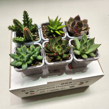 Load image into Gallery viewer, Succulent Starter Mixed Pack (6 Assorted Potted Succulents - 66mm)
