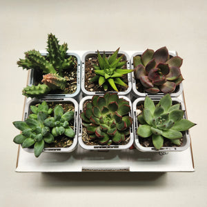 Succulent Starter Mixed Pack (6 Assorted Potted Succulents - 66mm)