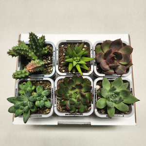 Succulent Starter Mixed Pack (6 Assorted Potted Succulents - 66mm)