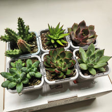 Load image into Gallery viewer, Succulent Starter Mixed Pack (6 Assorted Potted Succulents - 66mm)
