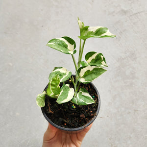Epipremnum Njoy - 100mm