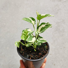 Load image into Gallery viewer, Epipremnum Njoy - 100mm
