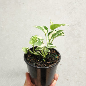 Epipremnum Njoy - 100mm