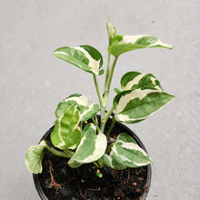 Load image into Gallery viewer, Epipremnum Njoy - 100mm

