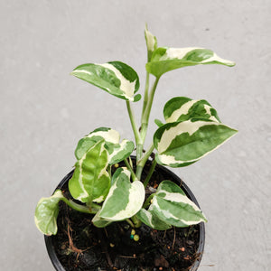 Epipremnum Njoy - 100mm