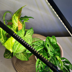 2 Headed LED Indoor Plant Grow Lights - White - Cheeky Plant Co.