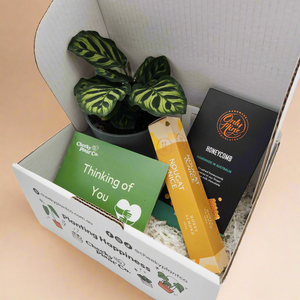 Thinking of You / Comforting Condolence Plant Gift Box