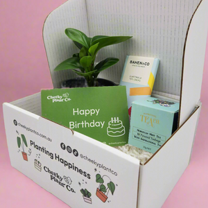 Birthday Plant Gift Box