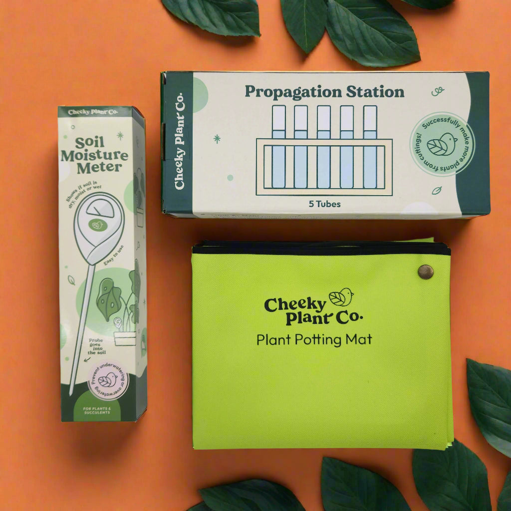 Stay Rooted Plant Care Pack