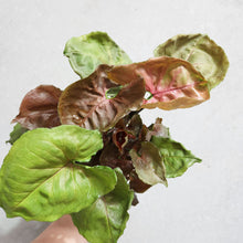 Load image into Gallery viewer, Syngonium Strawberry Ice - 100mm
