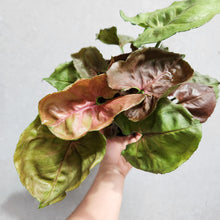 Load image into Gallery viewer, Syngonium Strawberry Ice - 100mm
