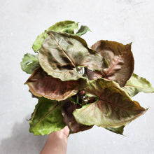 Load image into Gallery viewer, Syngonium Strawberry Ice - 100mm
