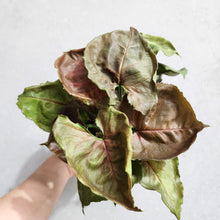 Load image into Gallery viewer, Syngonium Strawberry Ice - 100mm
