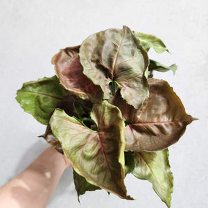 Syngonium Strawberry Ice - 100mm