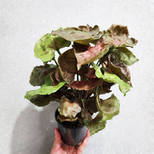 Load image into Gallery viewer, Syngonium Strawberry Ice - 100mm
