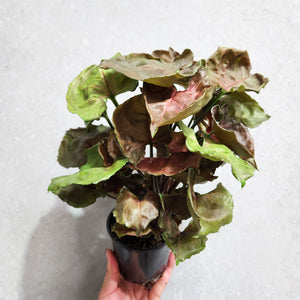 Syngonium Strawberry Ice - 100mm