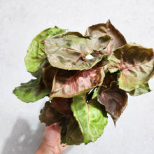 Load image into Gallery viewer, Syngonium Strawberry Ice - 100mm
