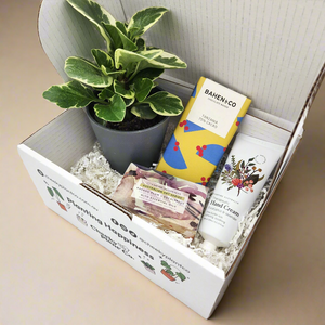 Pamper Plant Gift Box
