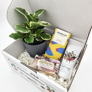 Pamper Plant Gift Box