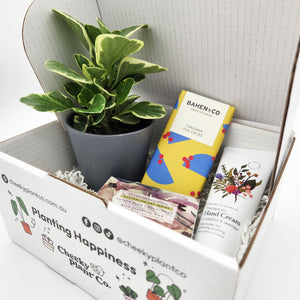 Pamper Plant Gift Box