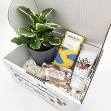 Load image into Gallery viewer, Pamper Plant Gift Box
