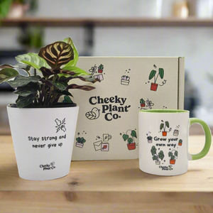 Positive Motivation - Plant Gift Box