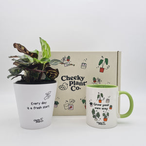Positive Motivation - Plant Gift Box