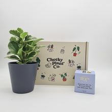 Load image into Gallery viewer, Tea &amp; Plant Gift Box
