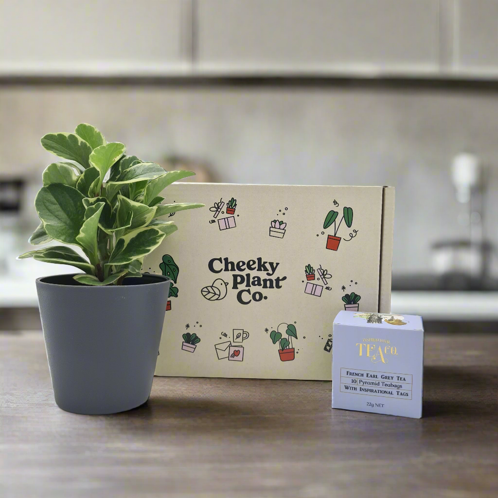 Tea & Plant Gift Box