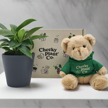 Load image into Gallery viewer, Teddy Bear &amp; Plant Gift Box
