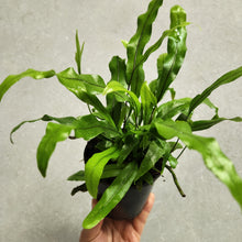 Load image into Gallery viewer, Microsorum Diversifolium Kangaroo Fern - 100mm
