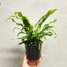 Load image into Gallery viewer, Microsorum Diversifolium Kangaroo Fern - 100mm
