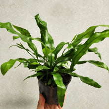 Load image into Gallery viewer, Microsorum Diversifolium Kangaroo Fern - 100mm
