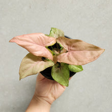 Load image into Gallery viewer, Syngonium Pink Beauty - 100mm
