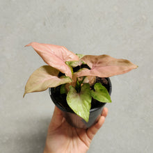 Load image into Gallery viewer, Syngonium Pink Beauty - 100mm
