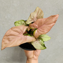 Load image into Gallery viewer, Syngonium Pink Beauty - 100mm
