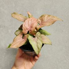 Load image into Gallery viewer, Syngonium Pink Beauty - 100mm
