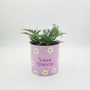 Yass Queen - Cheeky Plant Co. Pot - 12.5cmD x 12cmH