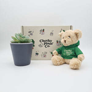 Teddy Bear & Succulent Gift Box