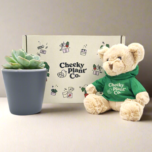 Teddy Bear & Succulent Gift Box