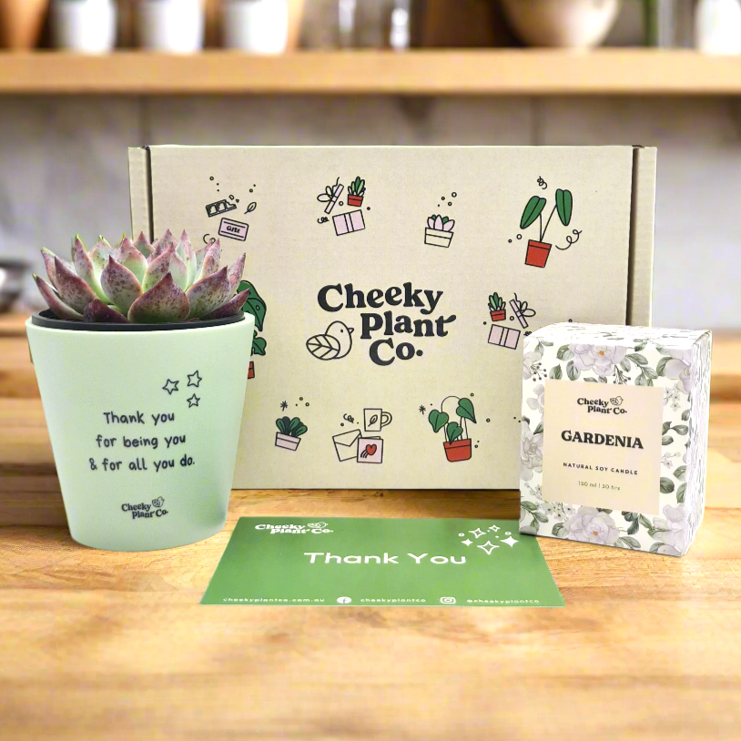 Thank You For All You Do - Succulent Gift Box