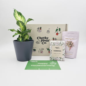 Housewarming - Plant Gift Box