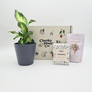 Housewarming - Plant Gift Box