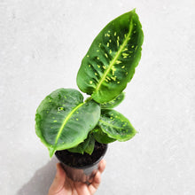 Load image into Gallery viewer, Dieffenbachia Reflector - 100mm
