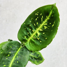 Load image into Gallery viewer, Dieffenbachia Reflector - 100mm
