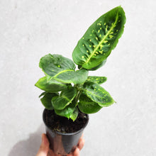 Load image into Gallery viewer, Dieffenbachia Reflector - 100mm
