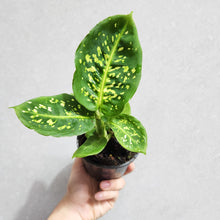 Load image into Gallery viewer, Dieffenbachia Reflector - 100mm
