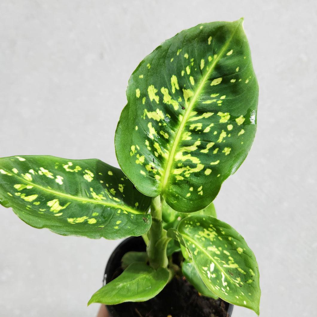Dieffenbachia Reflector - 100mm